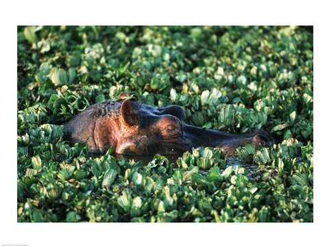 Framed Hippopotamus Among Water Plants Print
