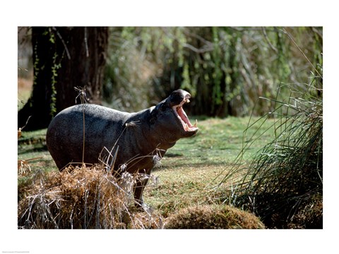 Framed Pygmy Hippopotamus yawning in the forest (Choeropsis liberiensis) Print