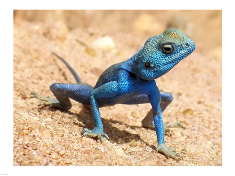 Framed Agama Sinaita  ST 10 Print