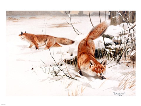 Framed Common Foxes in the Snow Print