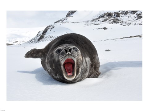 Framed Mirounga Leonina Print