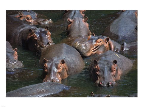 Framed Hippo Pod Print