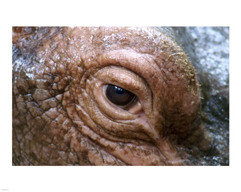 Framed Hippopotamus Eye Print