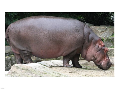 Framed Nijlpaard Print