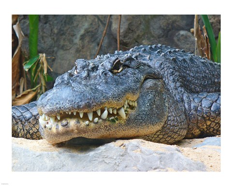 Framed Alligator Mississippiensis Print