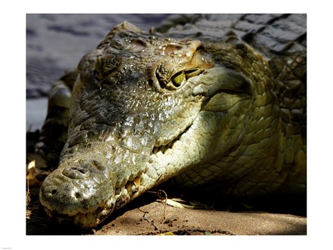 Framed Crocodile Print