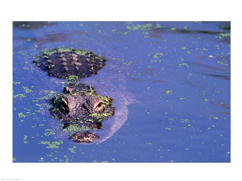 Framed High angle view of an American alligator swimming in a pond Print