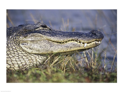 Framed Alligator - photo Print