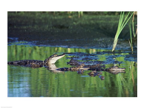 Framed Group of American Alligators in water Print