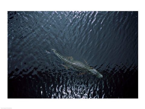 Framed American Alligator Print