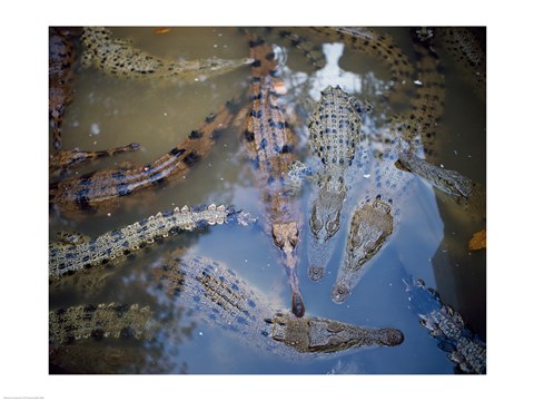 Framed High angle view of crocodiles in a pool of water Print
