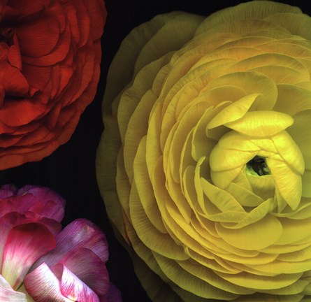 Framed Ranunculus I Right Print