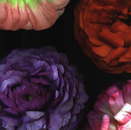 Framed Ranunculus I Left Print