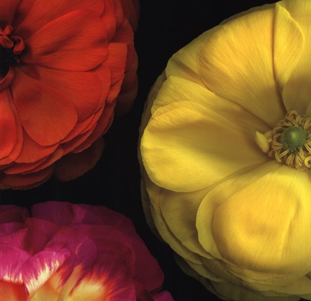 Framed Ranunculus II RIght Print