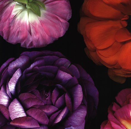 Framed Ranunculus II Left Print