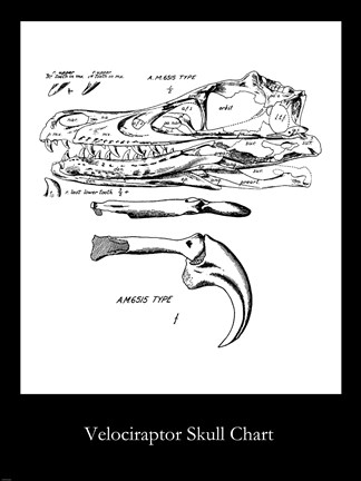 Framed Velociraptor Skull Chart Print