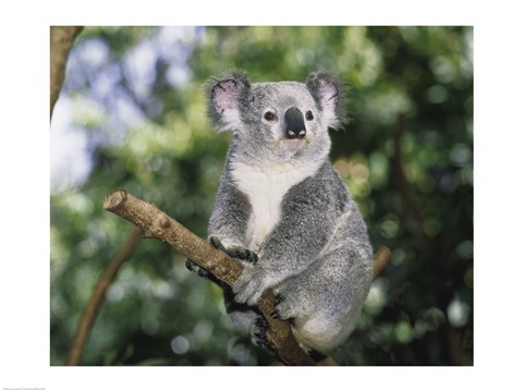 Framed Koala on a tree branch, Lone Pine Sanctuary, Brisbane, Australia (Phascolarctos cinereus) Print