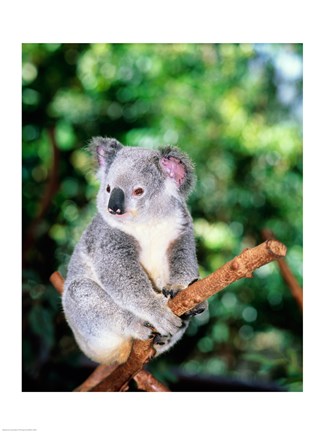 Framed Koala on a tree branch, Lone Pine Sanctuary, Brisbane, Australia (Phascolarctos cinereus) Print