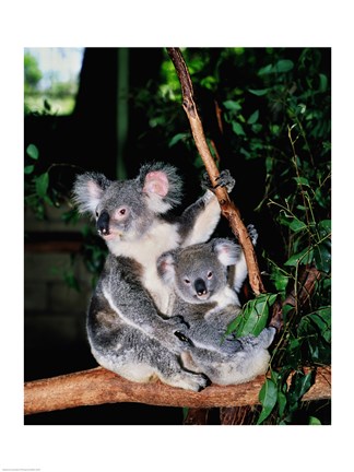 Framed Koala and its young sitting in a tree, Lone Pine Sanctuary, Brisbane, Australia (Phascolarctos cinereus) Print