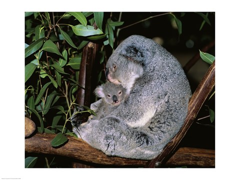 Framed Koala hugging its young, Lone Pine Sanctuary, Brisbane, Australia (Phascolarctos cinereus) Print