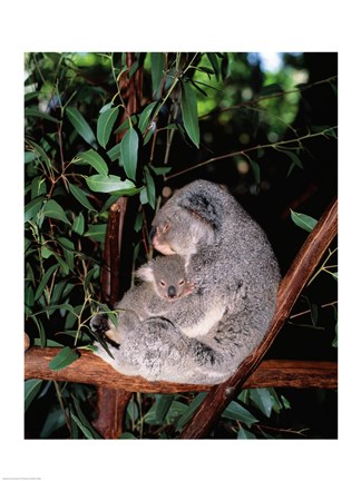 Framed Koala hugging its young, Lone Pine Sanctuary, Brisbane, Australia (Phascolarctos cinereus) Print