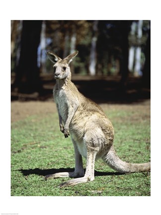 Framed Kangaroo in a field, Lone Pine Sanctuary, Brisbane, Australia Print