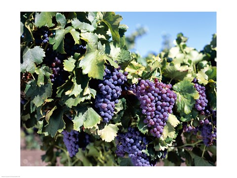 Framed Close-up of cabernet grapes, Nuriootpa, Barossa Valley, Adelaide, South Australia, Australia Print