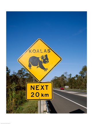 Framed Koala sign on the road, Queensland, Australia Print