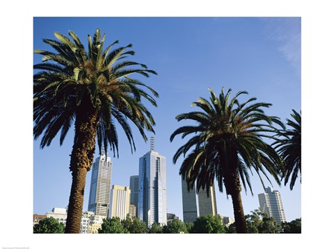 Framed Palm trees in a city, Melbourne, Australia Print