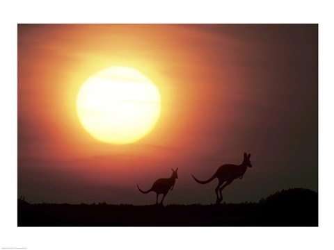 Framed Kangaroos Australia Print