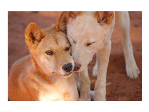 Framed Close-up of two dingoes, Australia Print