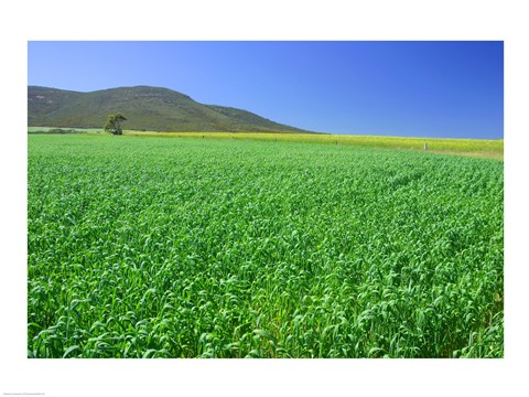 Framed Panoramic view of a wheat field, Eyre Peninsula, Australia Print