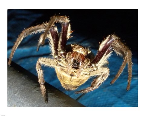 Framed Spider, Garden Orb Print