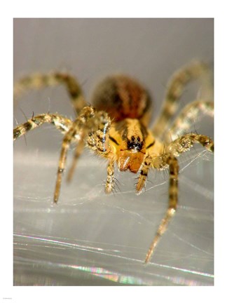 Framed Spider Spinning Web Print
