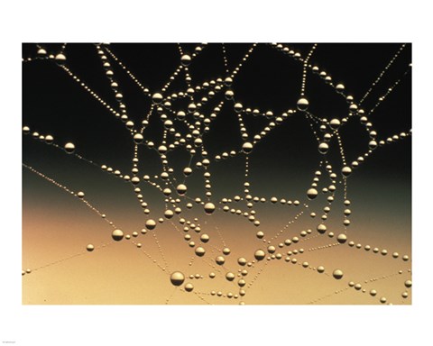 Framed Water Drops on Spiderweb Print