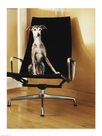 Framed Italian Greyhound sitting on a chair Print