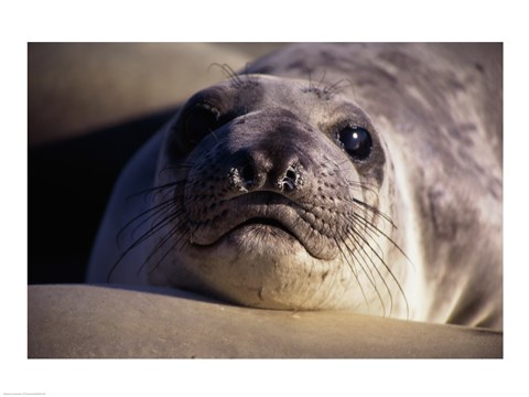 Framed Seal - photo Print