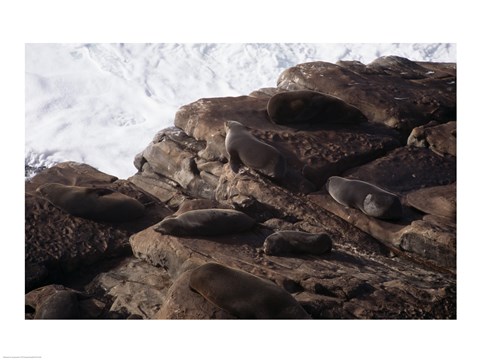 Framed New Zealand Fur Seals Australia Print