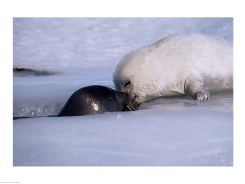 Framed Harp Seals Print