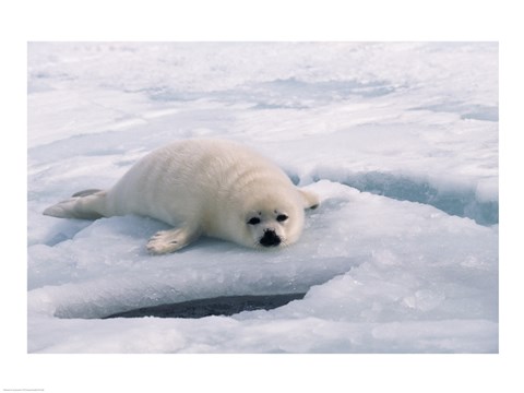 Framed Harp Seal lying on ice floe Print
