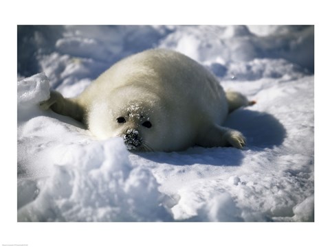 Framed Harp Seal lying in snow Print