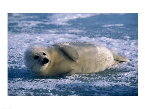 Framed Fluffy Harp Seal Print