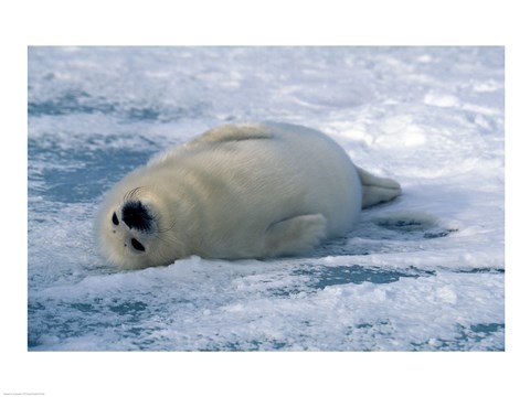 Framed Harp Seal Rolling Print