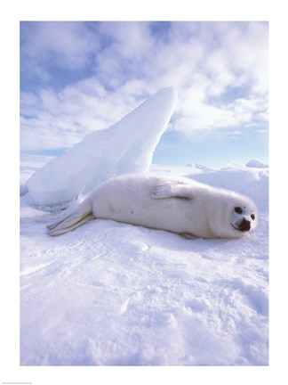 Framed Seal - laying Print