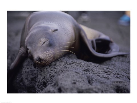 Framed Close-up of a Sea Lion sleeping on a rock, Galapagos Islands, Ecuador Print