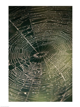 Framed Close-up of a spider&#39;s web Print