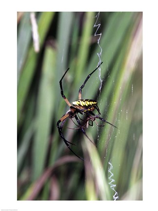 Framed Close-up of an Argiope Spider Print