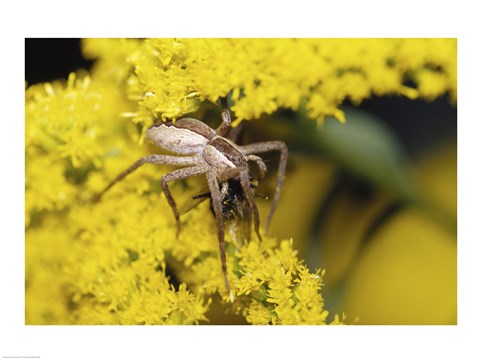 Framed Close-up of a Lynx Spider carrying a bee Print