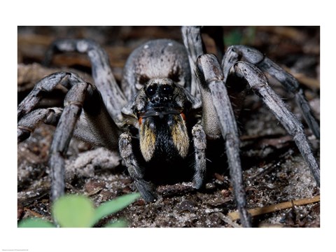 Framed Close-up of a Carolina Wolf Spider Print