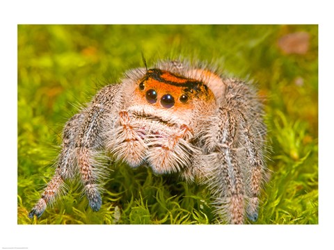Framed Regal Jumping spider in a field, Florida, USA Print